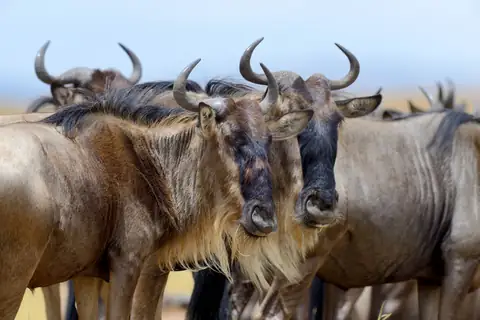 Masai Mara safari tour and Uganda gorilla trekking package