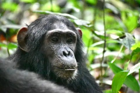 7 day Uganda gorilla trekking safari