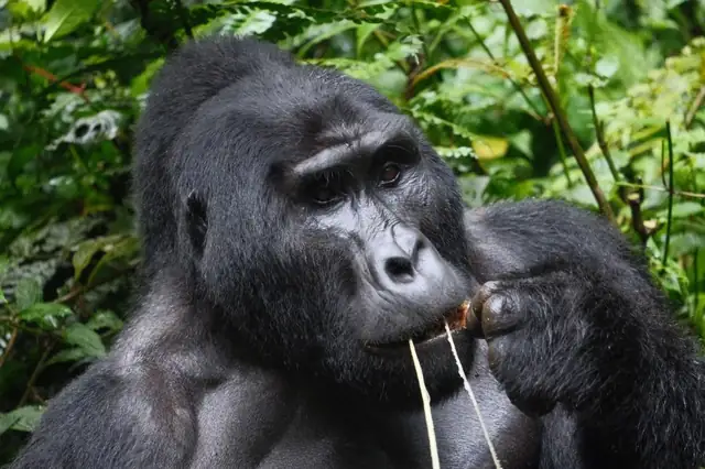 Silverback mountain gorilla in Bwindi Impenetrable Forest Uganda