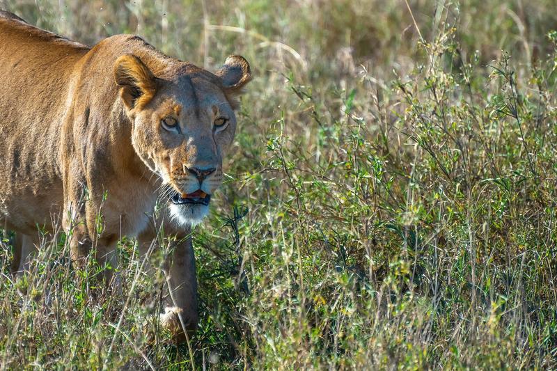 Uganda Big Game Safari